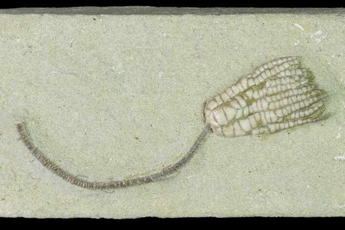 Fossil Crinoid (Sarocrinus) - Crawfordsville, Indiana #150424